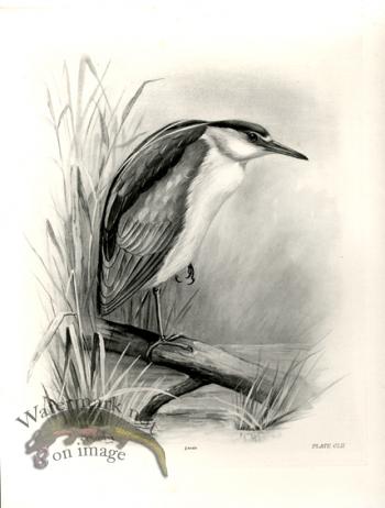 Bird 06  NIGHT HERON